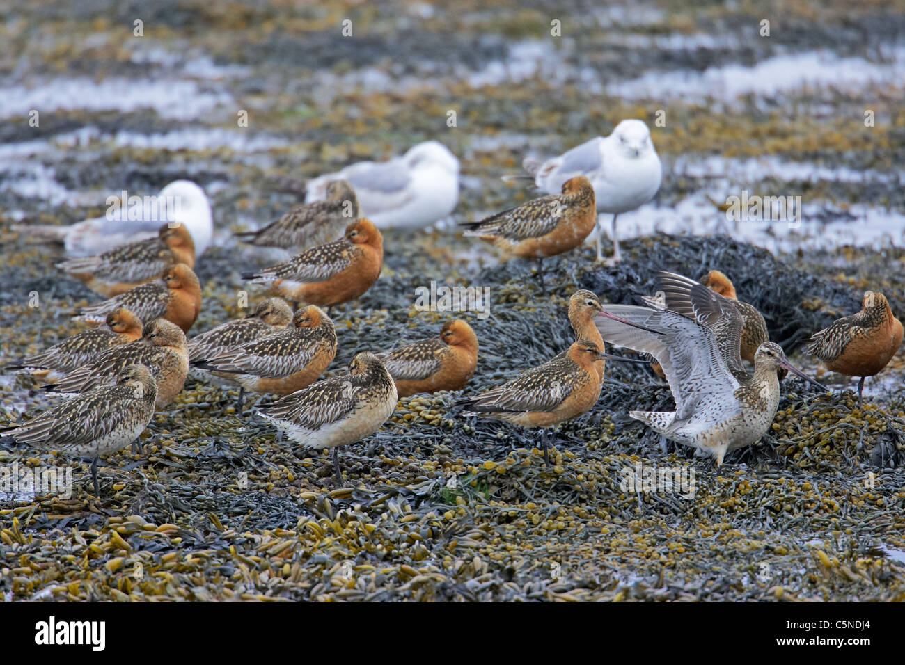 Bar-tailed Uferschnepfe (Limosa Lapponica). Männchen und Weibchen ruht auf Algen an der Küste. Stockfoto