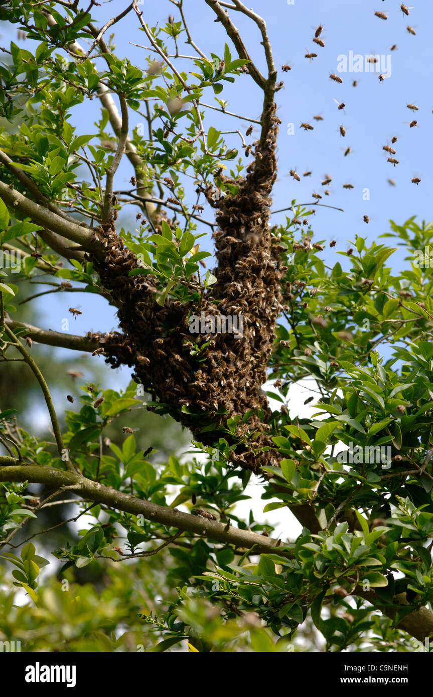 Bienenschwarm auf einem Baum Cluster Stockfoto