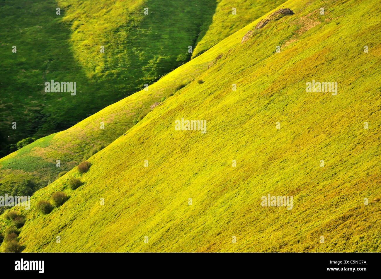 Frühling Berghänge mit frischen grünen Heidelbeere Büschen bedeckt Stockfoto