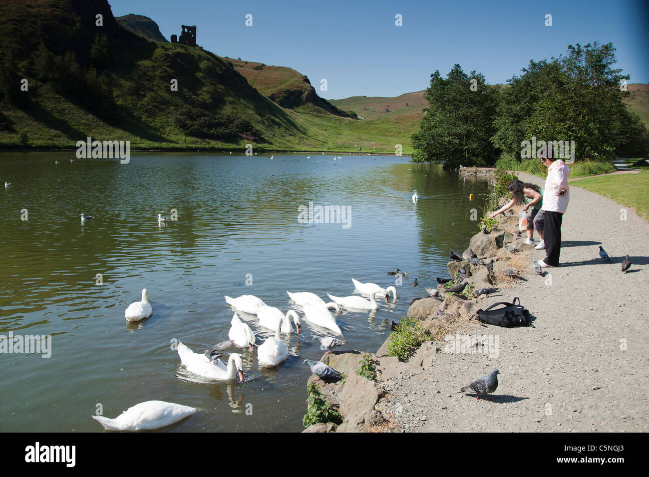 Leute die Schwäne füttern, im Holyrood Park Edinburgh Stockfoto