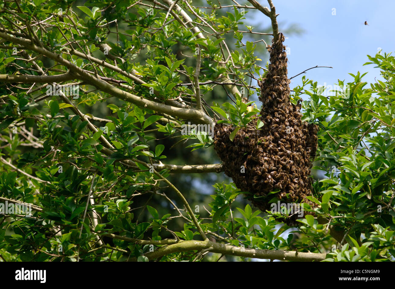 Bienenschwarm auf einem Baum Cluster Stockfoto