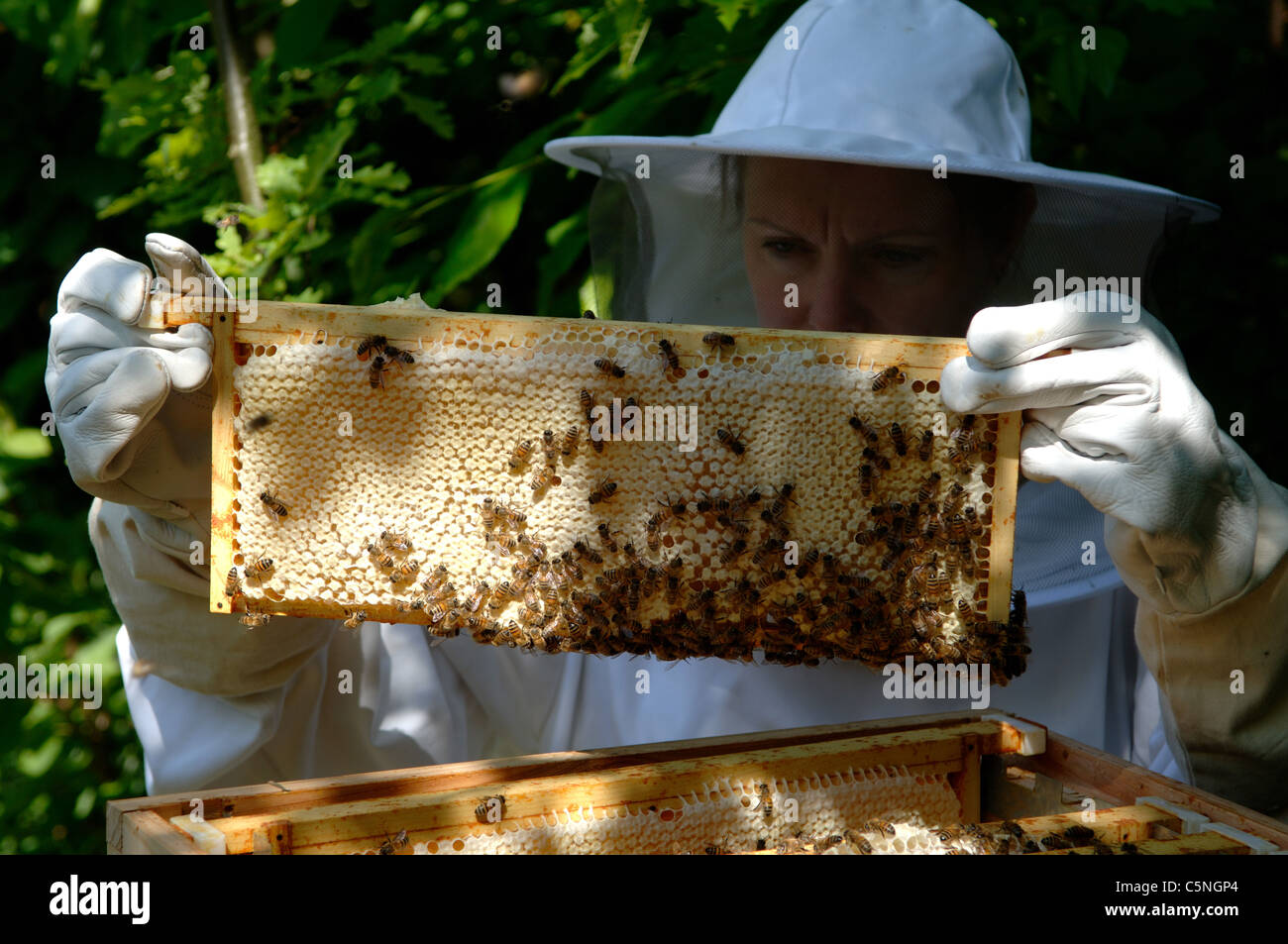 Imker Inspektion einen Rahmen der angeschnittene Ärmel Honig, das bereit ist für die Extraktion Stockfoto