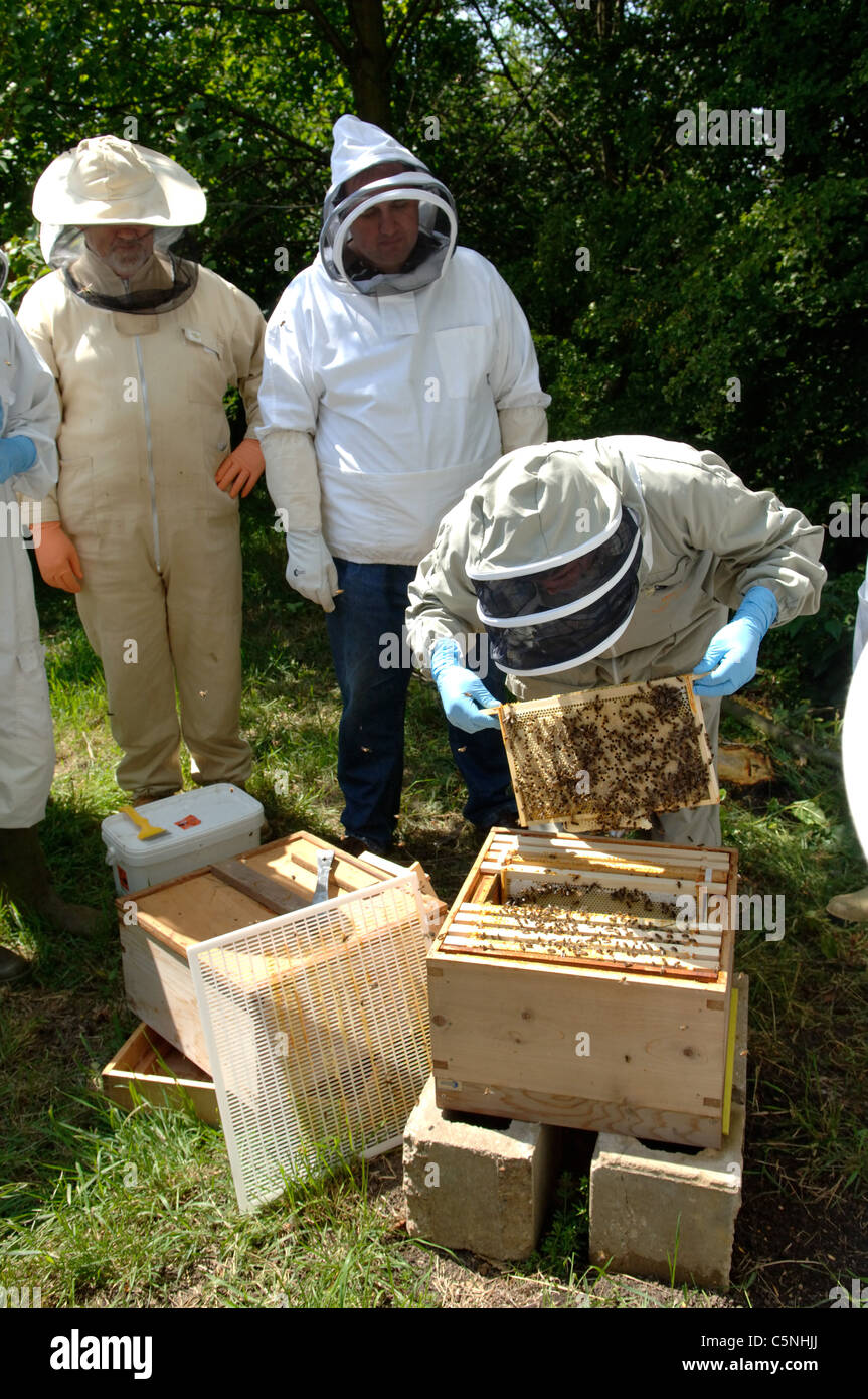 FERA Bieneninspektor Inspektion ein Bienenhaus Stockfoto