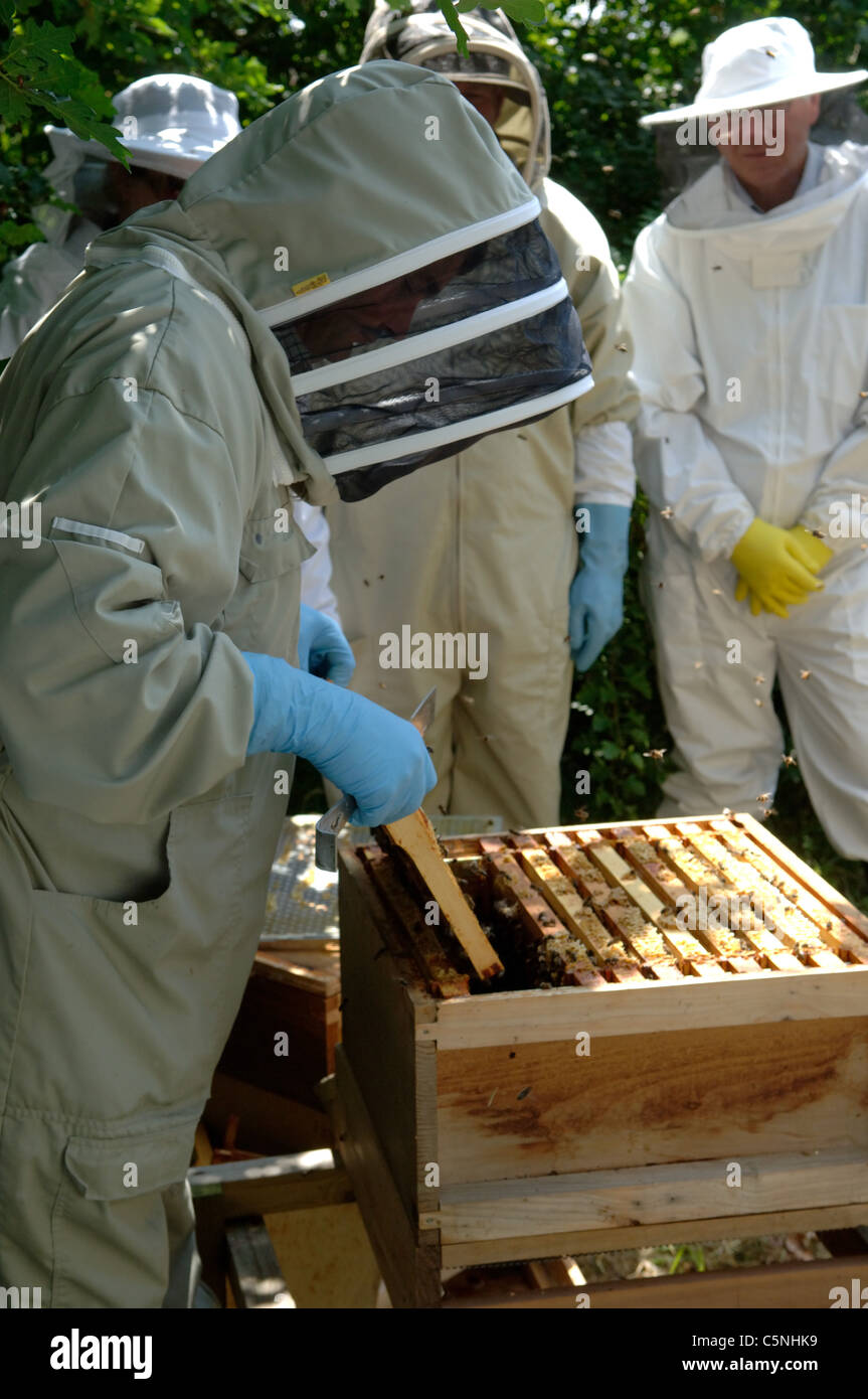 FERA Bieneninspektor Inspektion ein Bienenhaus Stockfoto