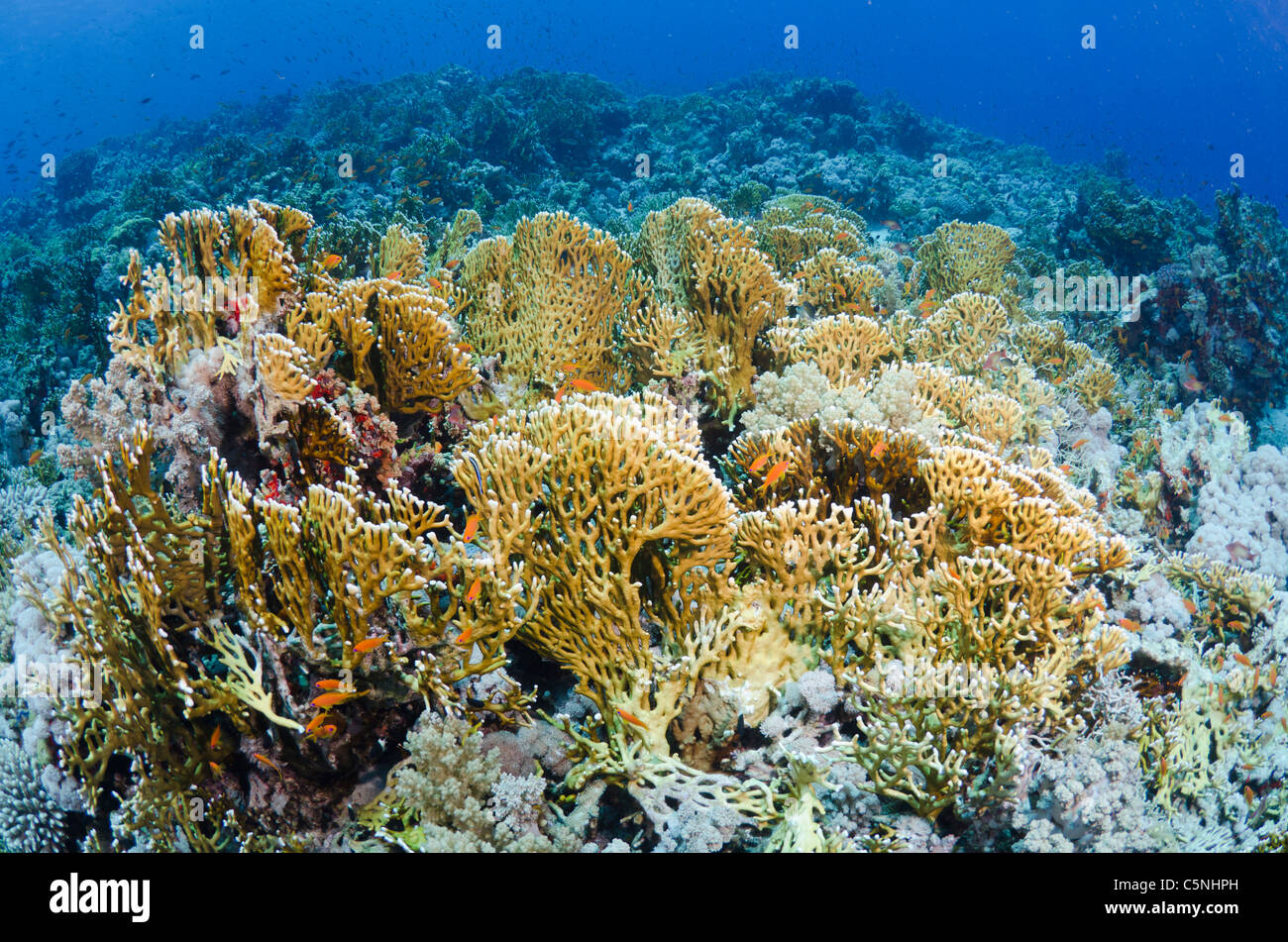 Typische Korallenriff im Roten Meer, Rotes Meer, Ägypten, Sinai, Ras Mohammed Stockfoto