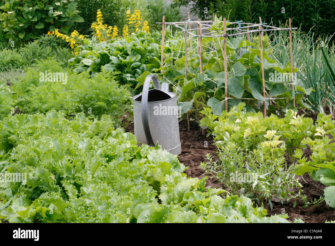 Gemüsebeete von Salat, Karotten, Sellerie, Gurken (Cucumis sativus), Spinat,... Stockfoto