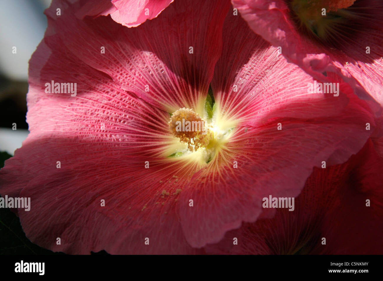Blütenblätter Stigmatisierung und Staubbeutel eine Stockrose (Alcea Rosea). Stockfoto