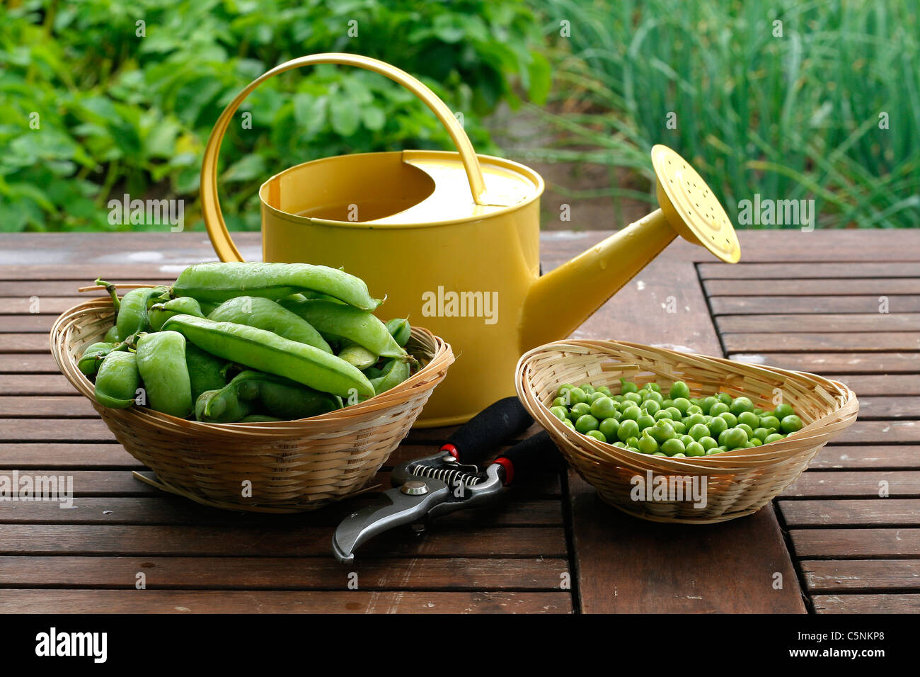 Frische Erbsen und Erbsenschoten (Pisum Sativum) auf den Gartentisch mit einer kleinen Gießkanne. Stockfoto