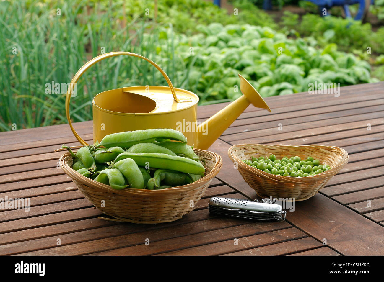 Frische Erbsen und Erbsenschoten (Pisum Sativum) auf den Gartentisch mit einer kleinen Gießkanne. Stockfoto