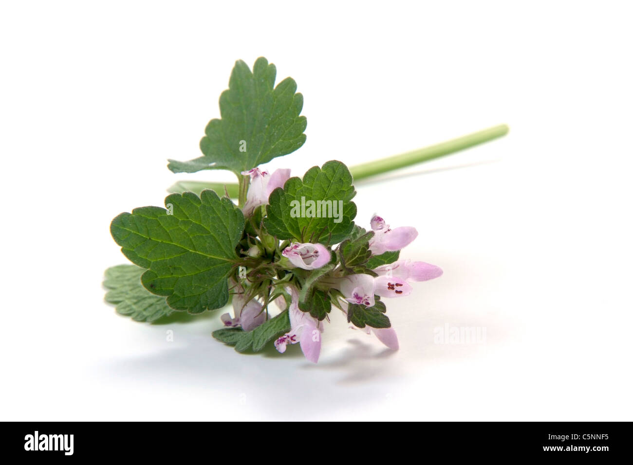 Rote Taubnessel mit Blättern und Blüten Stockfoto