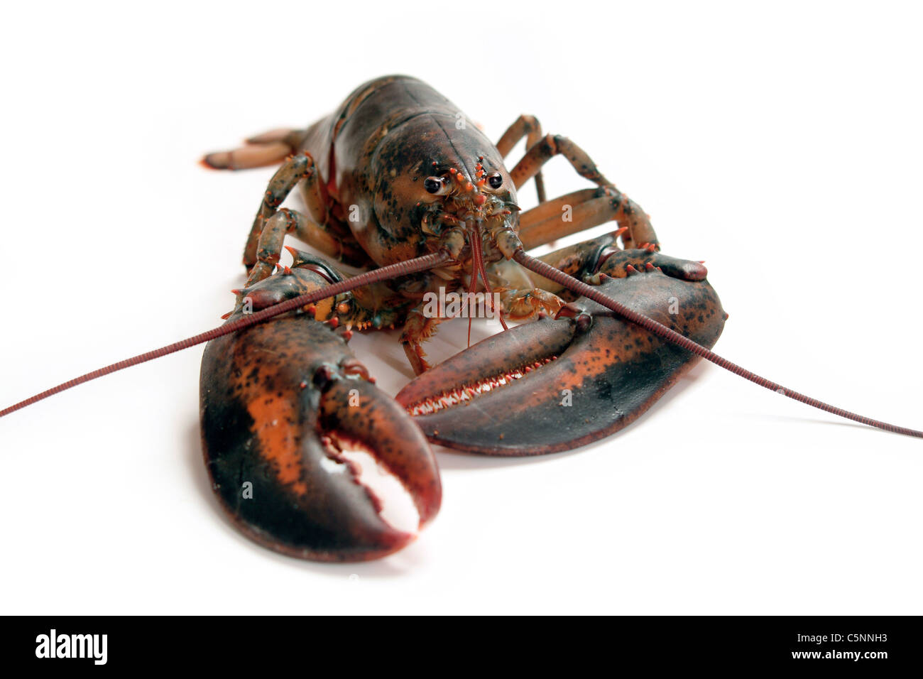 Canadian lobster, alive Stockfoto