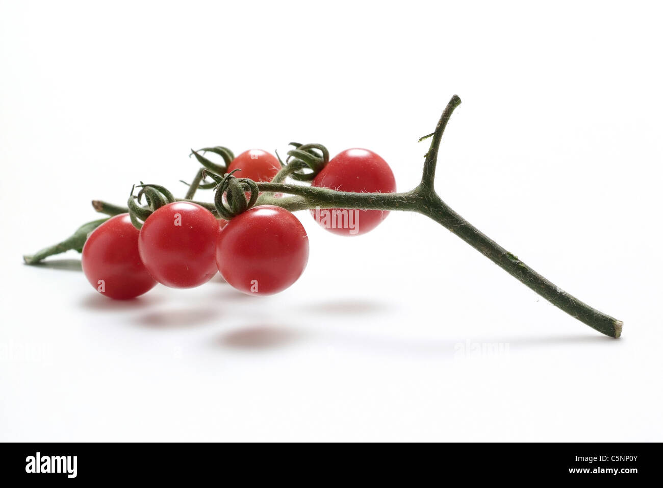 Tomatensorten: Wild Cherrytomato Stockfoto