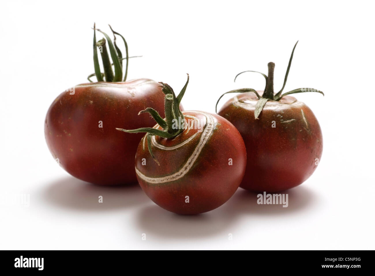 Tomatensorten: schwarz aus Russland Stockfoto