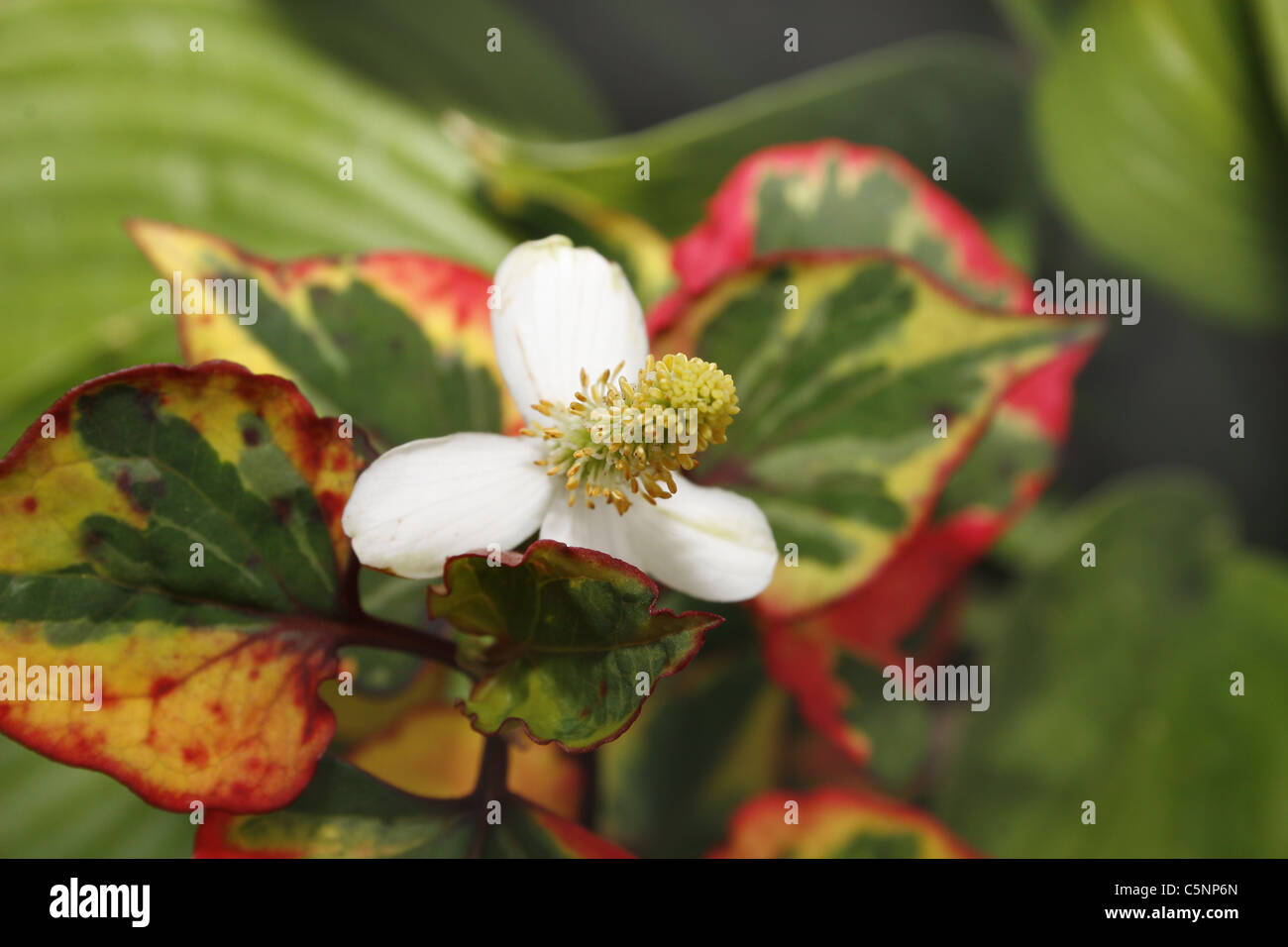 Chamäleon-Pflanze im Boden Houttuynia Cordata Variegatus Stockfoto