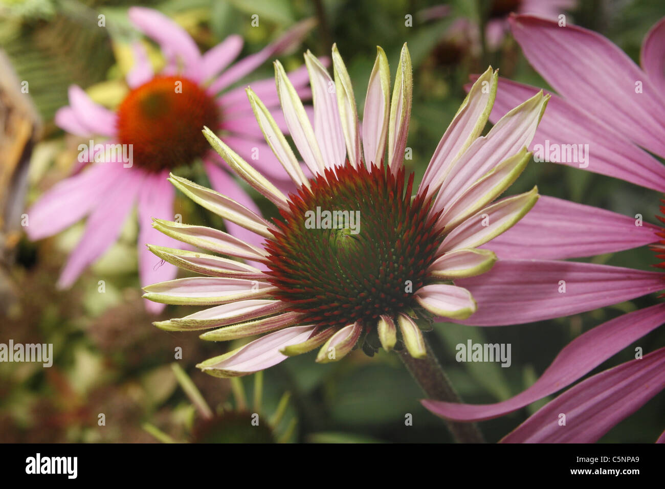 Bild von lila Sonnenhut im Garten Echinacea Stockfoto