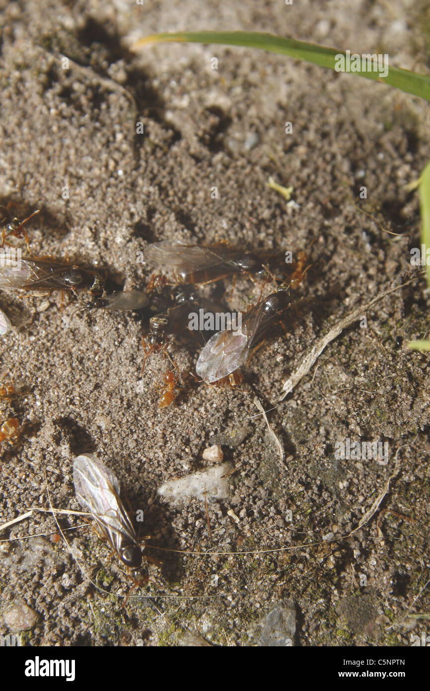 Fliegende Rote Ameisen Im Garten Worksop Notts England Myrmica