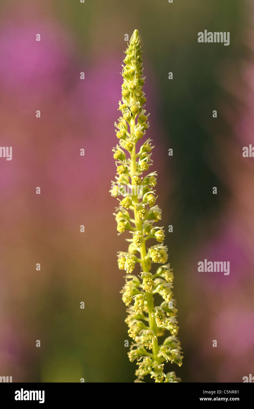 Schweißnaht, Reseda luteola Stockfoto