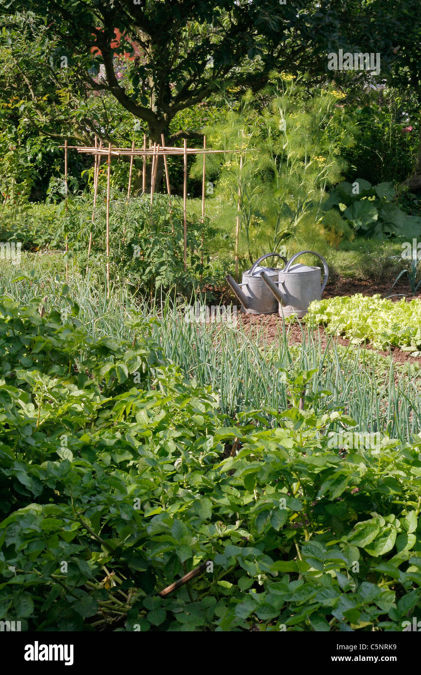 Gemischte Betten von Kartoffeln, Schalotten, Kopfsalat, Lauch, Tomaten in einem Gemüsegarten. Stockfoto