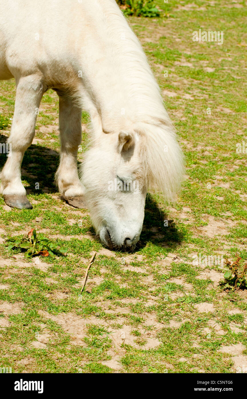 Eine weiße Shetland-Ponys Weiden Stockfoto