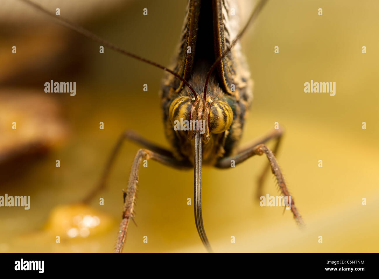 Caligo Eurilochus Gesicht Nahaufnahme 3 1 Life Größe Makro Stockfoto