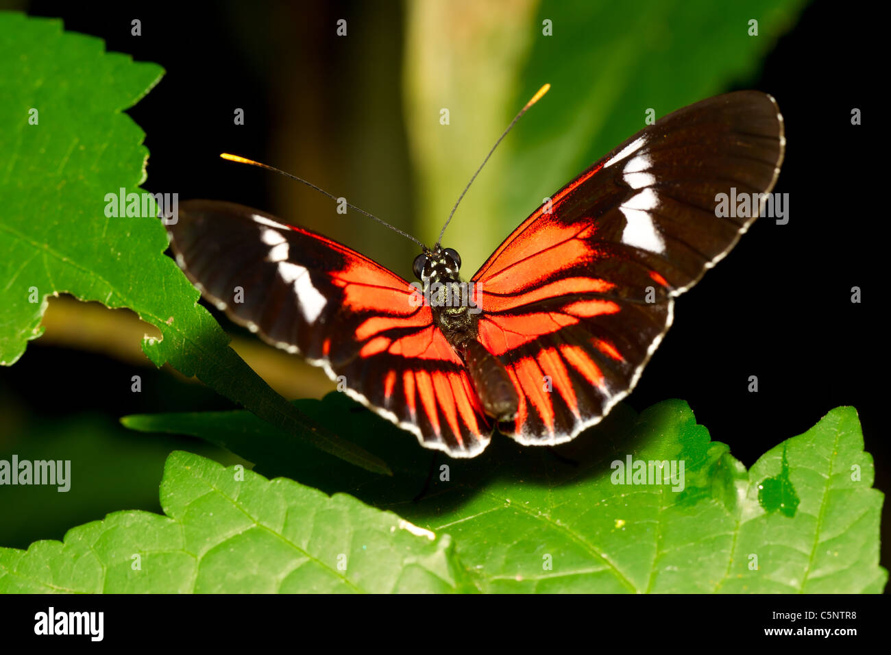 Exotic black white orange butterfly -Fotos und -Bildmaterial in hoher  Auflösung – Alamy