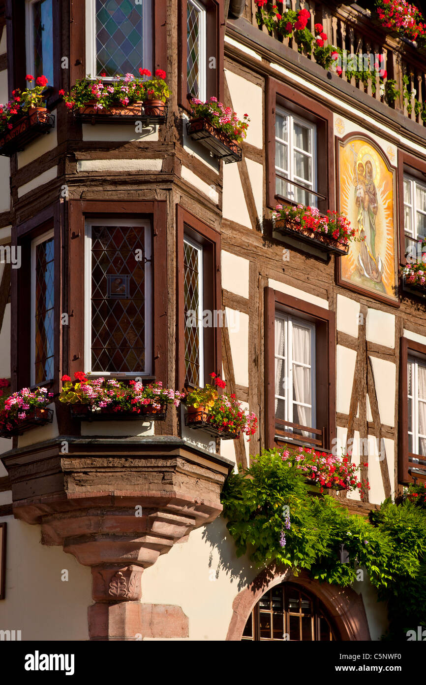 Blumenkästen an jedem Fenster von diesem Fachwerkbau in Kaysersberg - entlang der Weinstraße Elsass Haut-Rhin-Frankreich Stockfoto