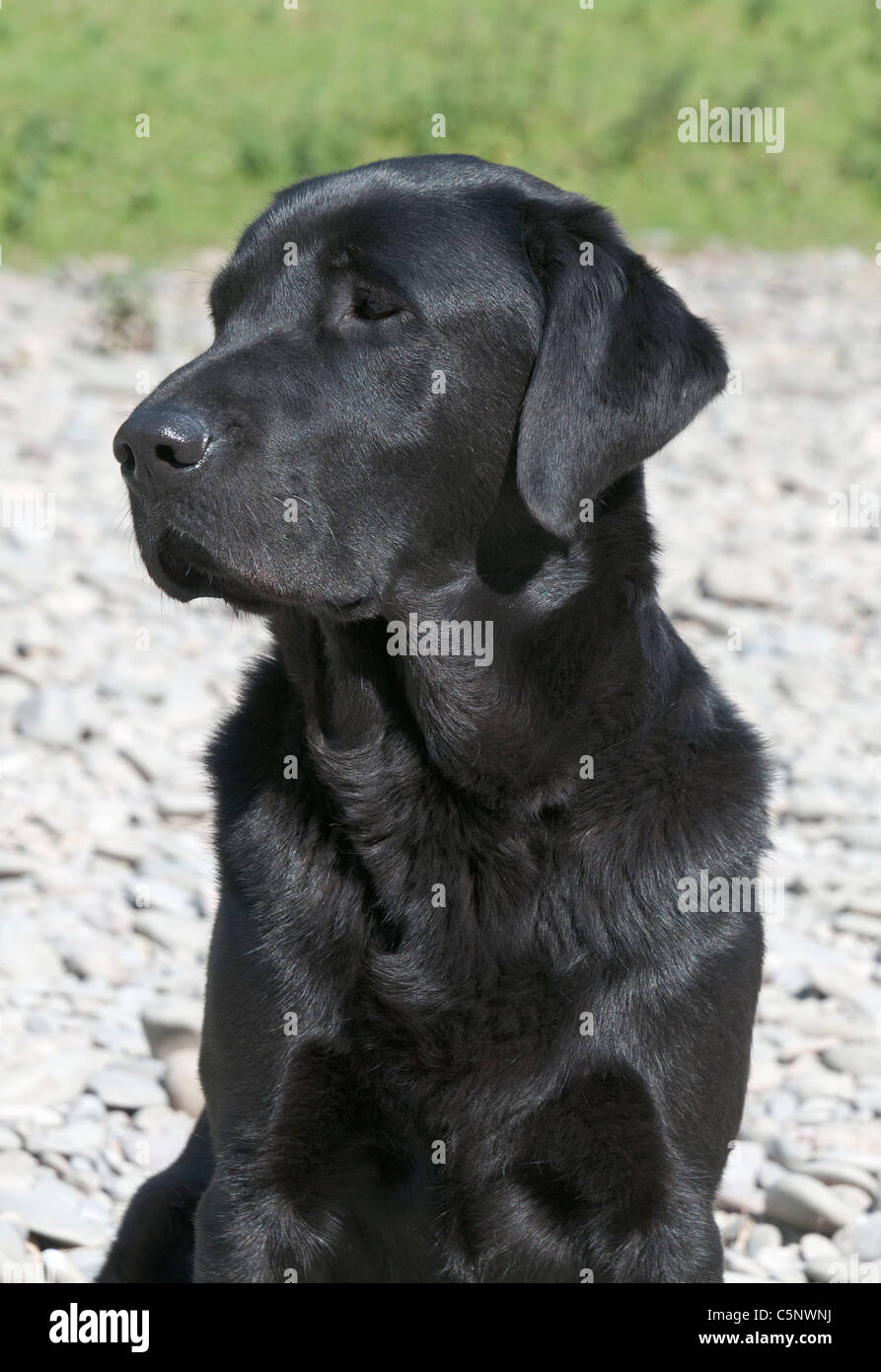 Black Labrador Retriever, Jagd Jagdhund Stockfoto