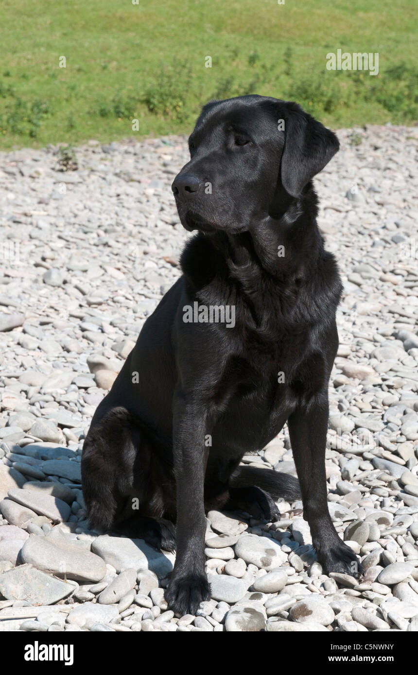 Black Labrador Retriever, Jagd Jagdhund Stockfoto