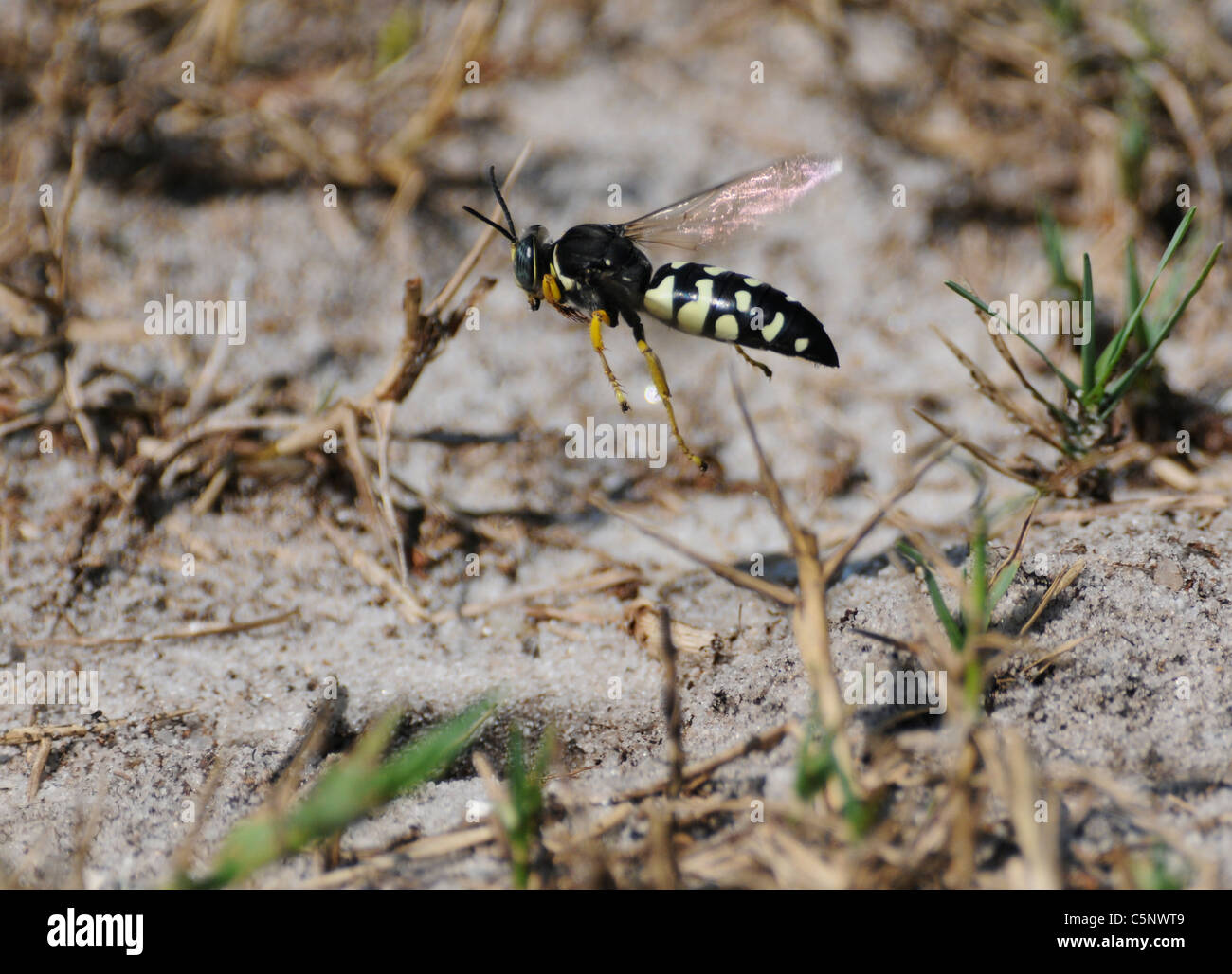 Sand Wasp Digger während des Fluges Stockfoto