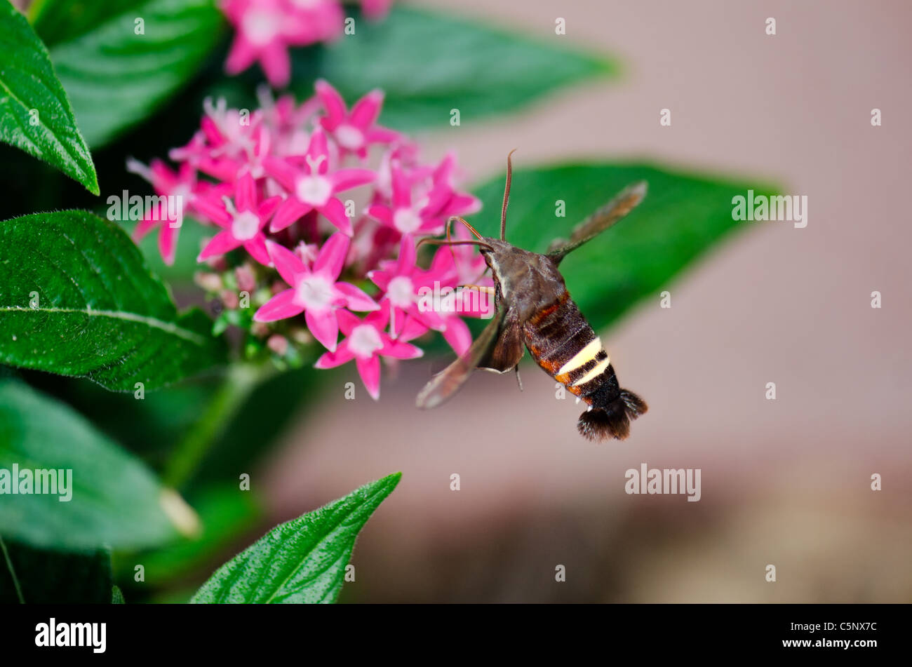 Nessus Sphinx Moth, Amphion floridensis, nectaring auf rosa Pintas Integrifolia. Oklahoma, USA. Stockfoto