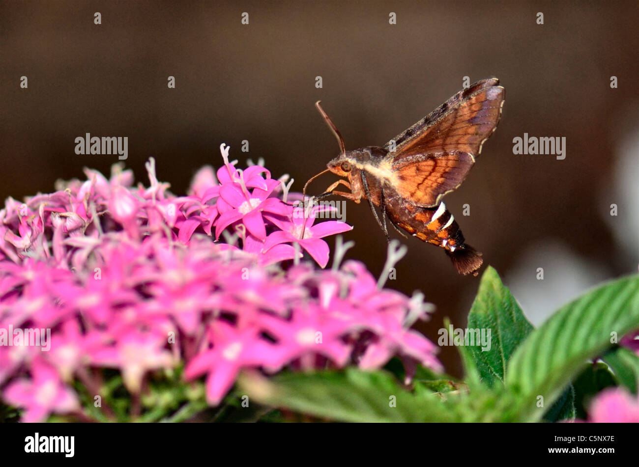 Nessus Sphinx Moth, Amphion floridensis nectoring auf rosa Pentas integrifolia Blumen. Oklahoma, USA. Stockfoto