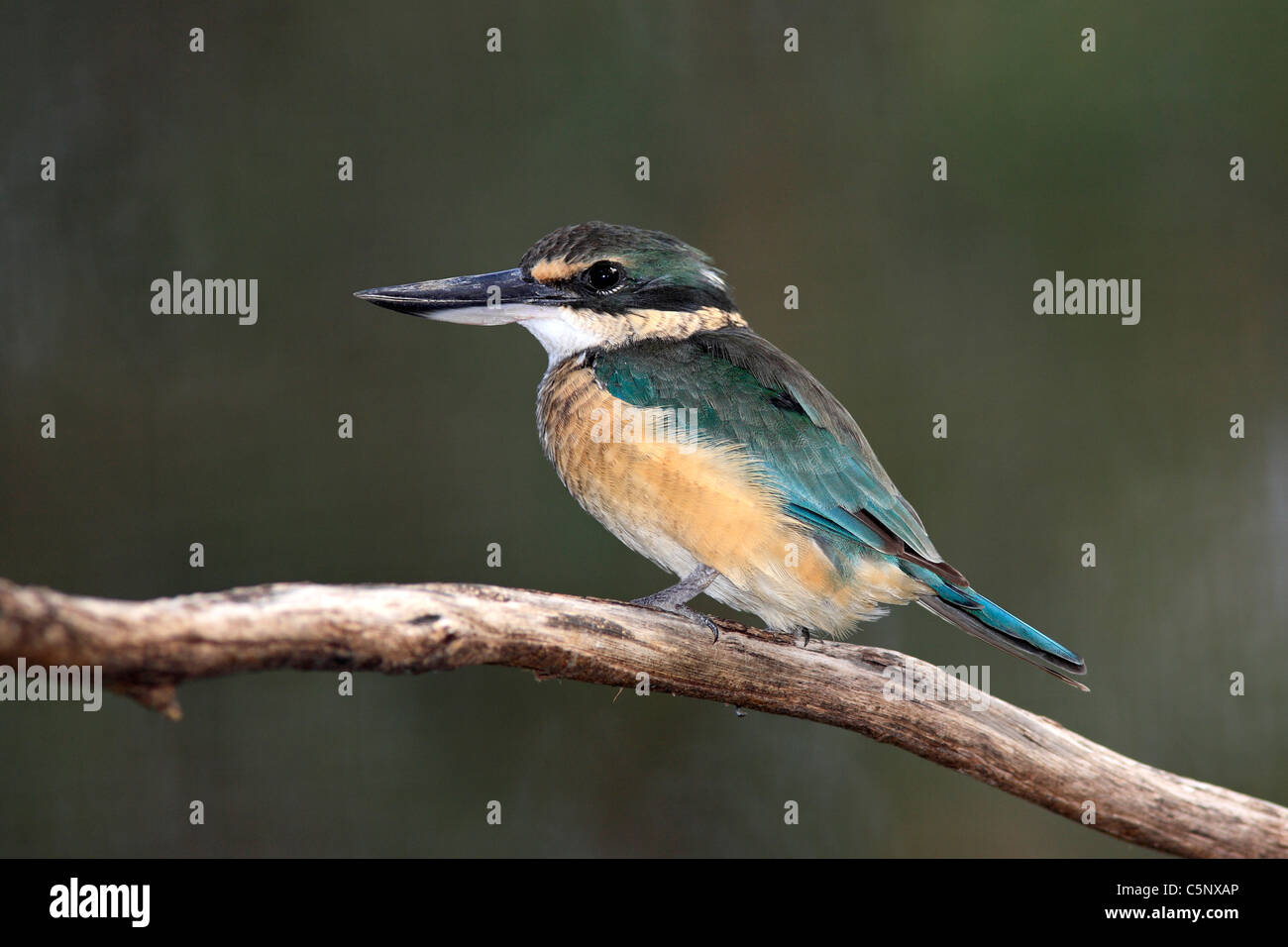 Heiliges Kingfisher, Todiramphus Sanctus, auch bekannt als Halcyon Sancta. Dubbo, NSW, Australien Stockfoto