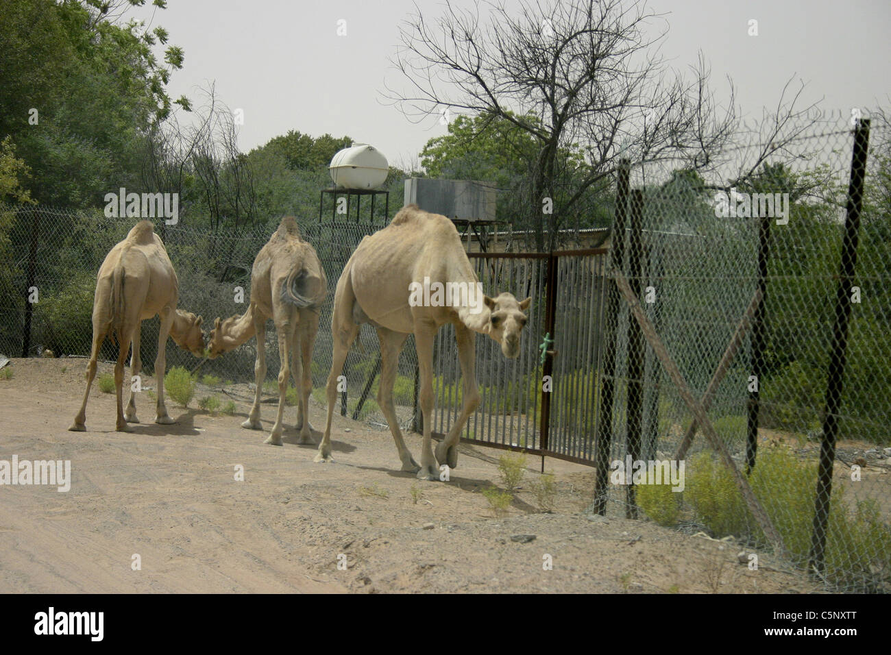 Wilde Kamele in der Nähe von Dubai, U.A.E. Stockfoto