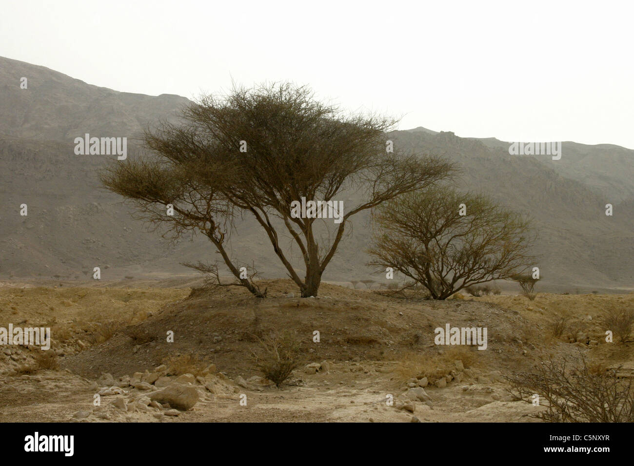 Baum in Al Manama Bergen, U.A. E. Stockfoto