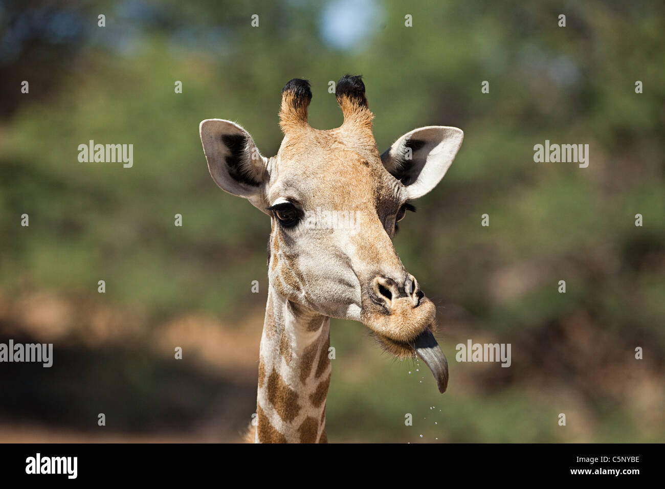 Giraffe, Zunge Stockfoto