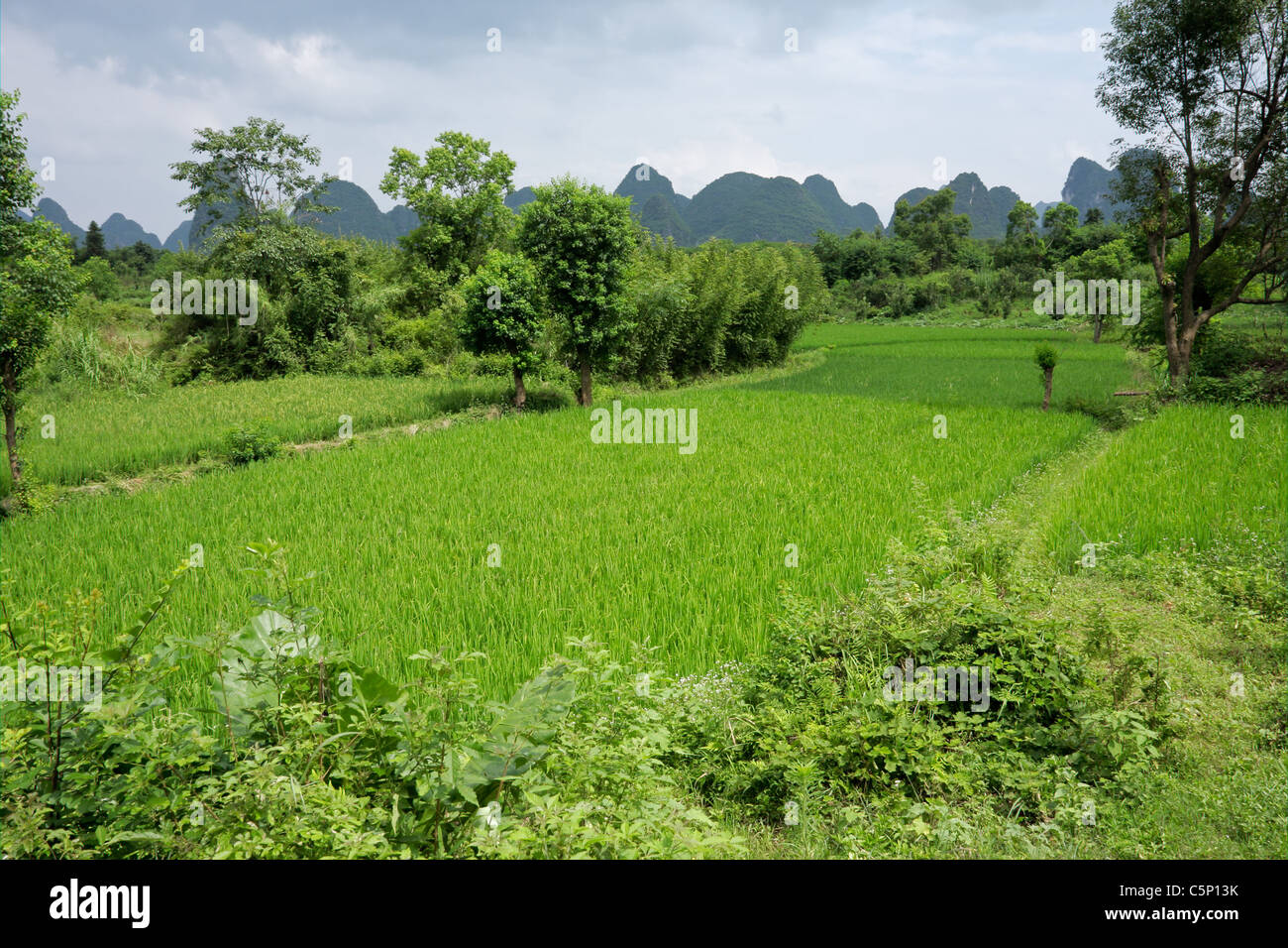 Chinesische Landschaft in der Nähe von Yangshuo mit üppigen grünen Reisfeldern Stockfoto