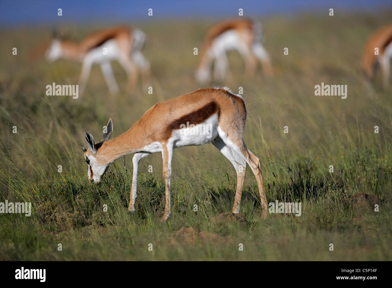 Springbok Antilopen (Antidorcas Marsupialis) Weiden, Südafrika Stockfoto