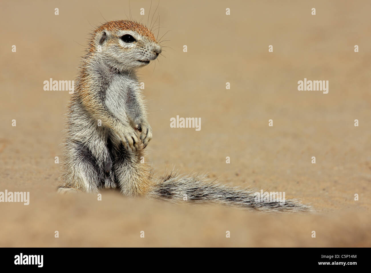 Borstenhörnchen (Xerus Inaurus), Kgalagadi Transfrontier Park, Südafrika Stockfoto