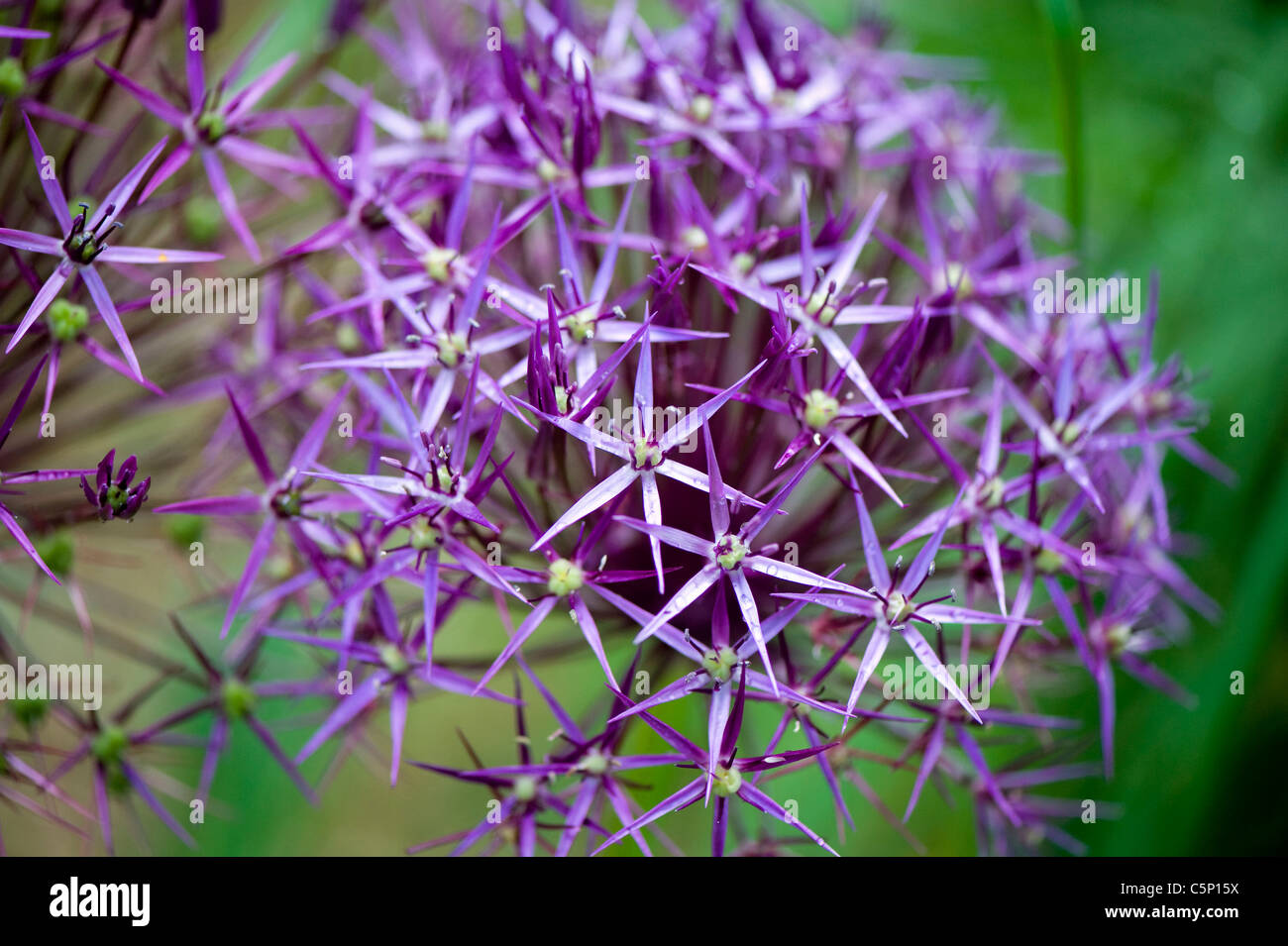 Allium Christophii Blumen Stockfoto