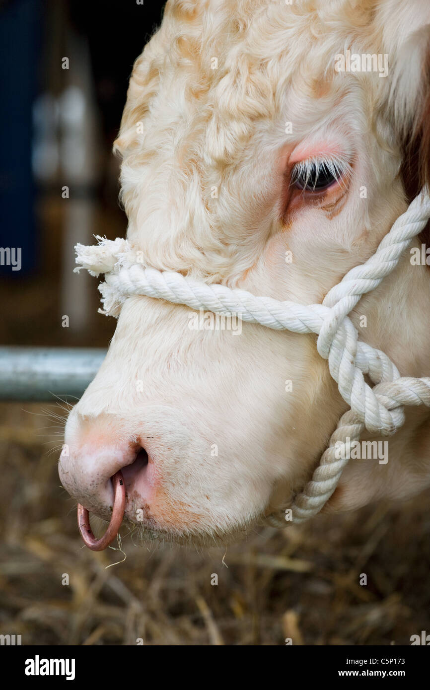 Hereford bull nose ring Fotos und Bildmaterial in hoher Auflösung Alamy