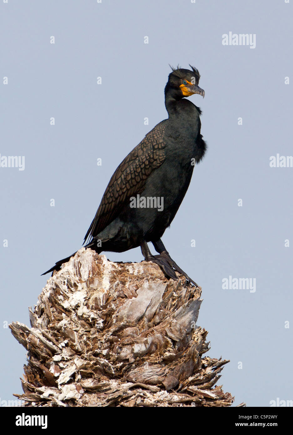 Doppelte crested Kormoran (Phalacrocorax Auritus) Stockfoto