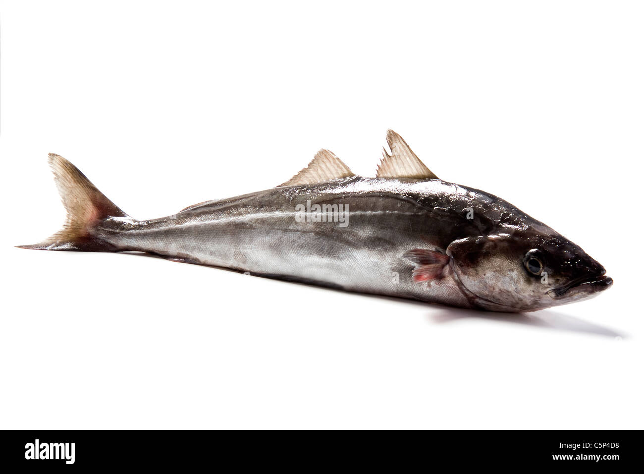Pollack Stockfoto