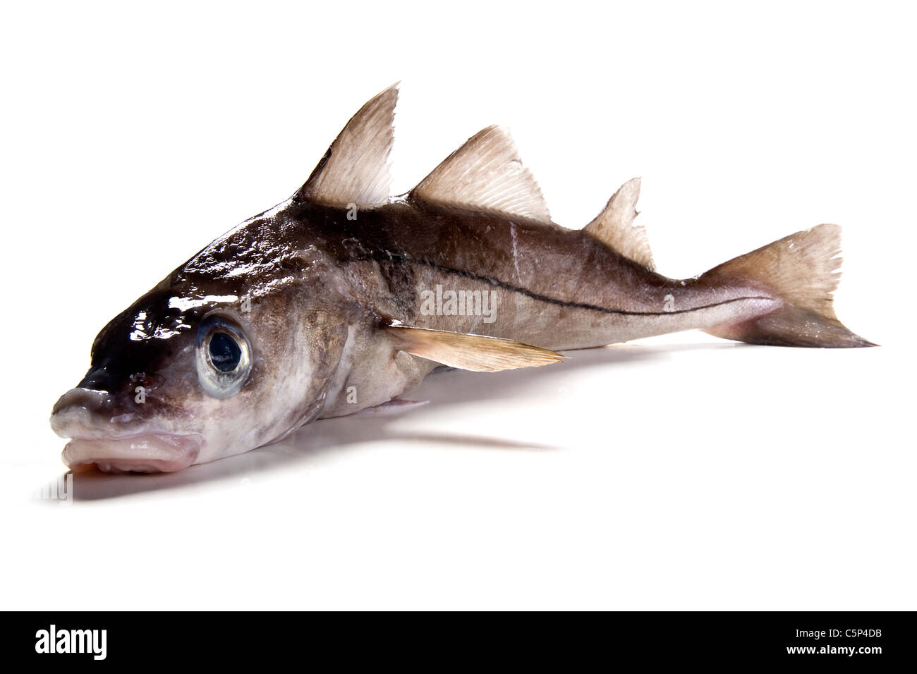 Schellfisch Stockfoto