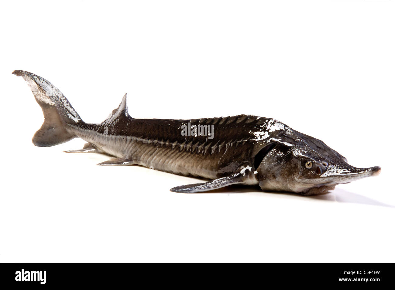 Stör fisch -Fotos und -Bildmaterial in hoher Auflösung – Alamy