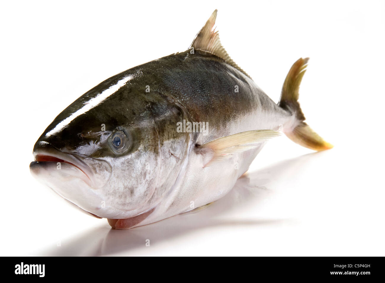 Yellowtail kingfish Stockfoto