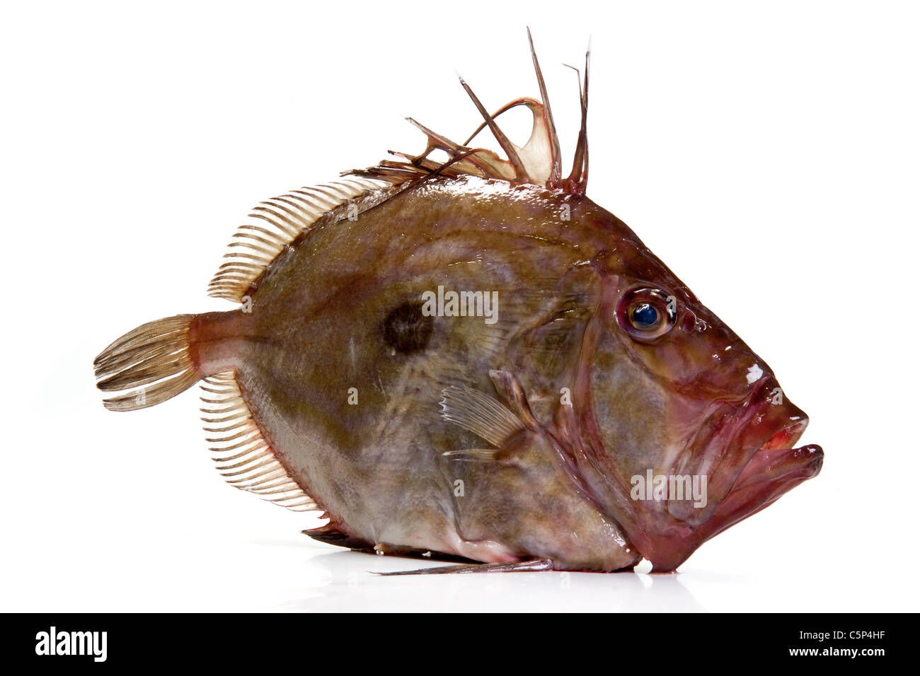 St. Petersfisch Stockfoto