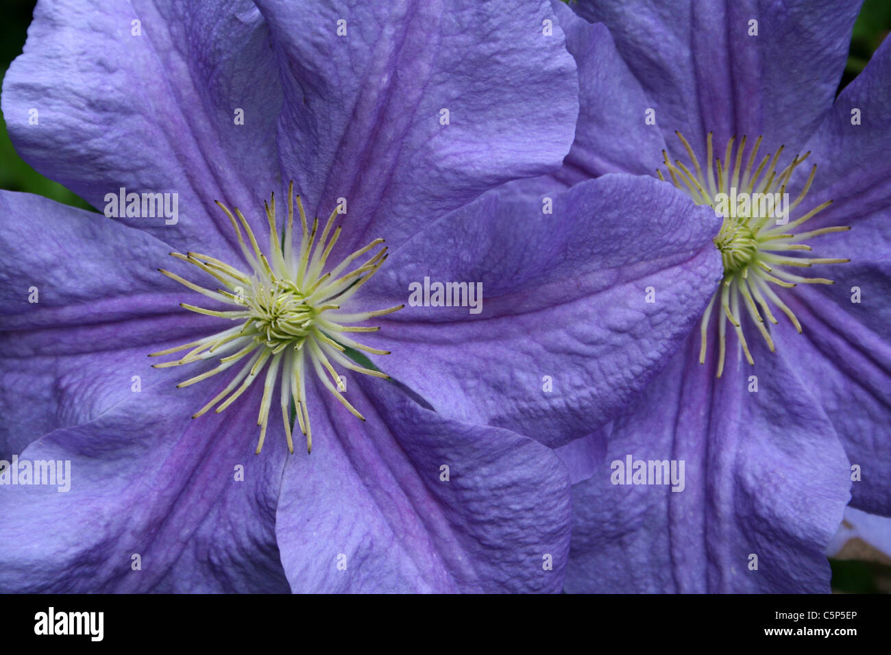 Lila lila Clematis Blumen Stockfoto