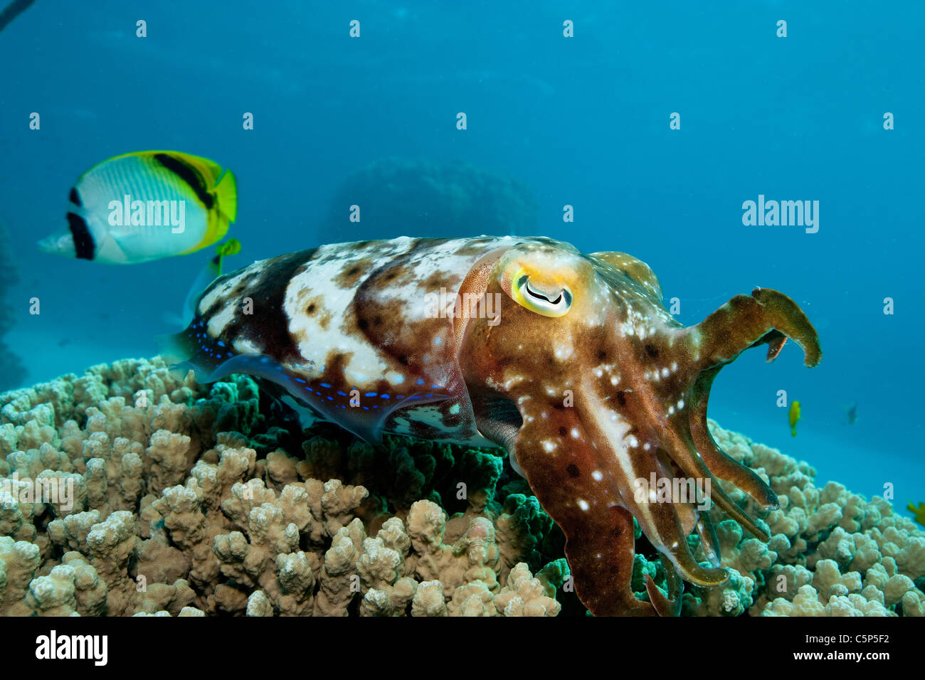 Tintenfische, die Eiablage im Riff Stockfoto