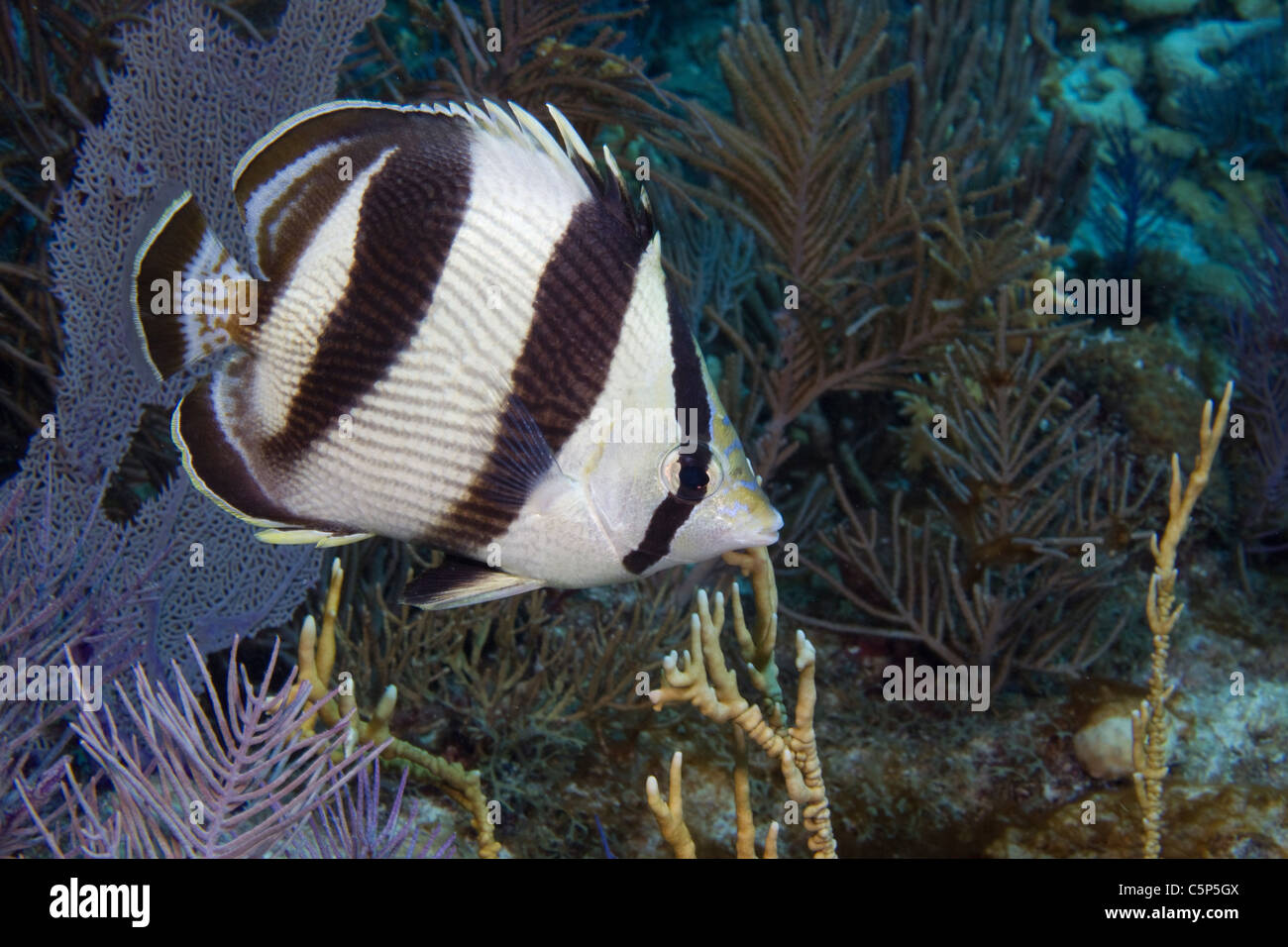 Butterflyfish am Korallenriff Stockfoto