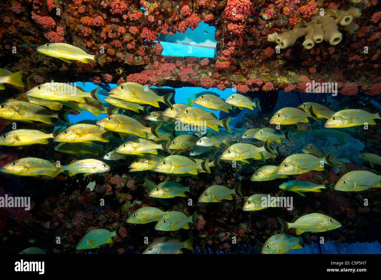 Fischschwärme Stockfoto